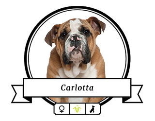 Englische Bulldogge Carlotta Englische Bulldogge Carlotta